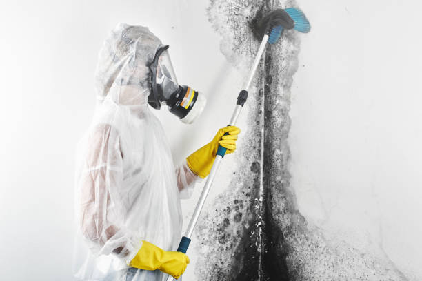  Madison Park, NJ Mold Removal Pros